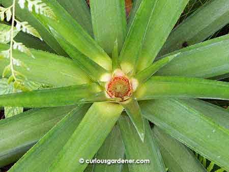 The first pineapple starting to form!