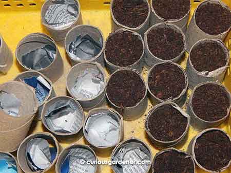 Filling the prepared rolls with potting mix.