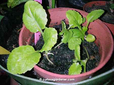 We are attempting to grow more leafy greens, hence the new lot of Chinese cabbage plants here (and elsewhere). I also like these plants because they’re a nice, bright colour and are almost ornamental in how they look.