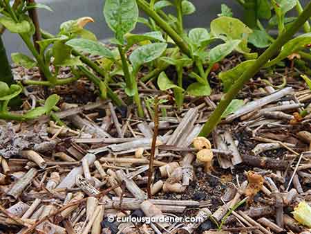 Malabar spinach plants in the background with the beheaded cosmos seedling in the foreground.