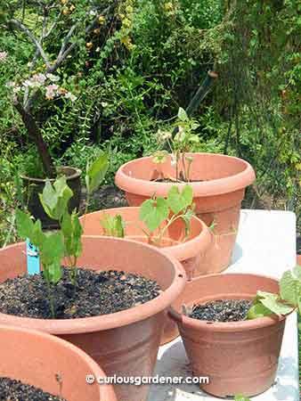 Just a few of the various plants that are being hardened off before I risk putting them out in the garden. These are angled loofah, winged bean and bush bean plants. I want them to have tougher stems before the snails get at them. No, I am not being pessimistic, just realistic.