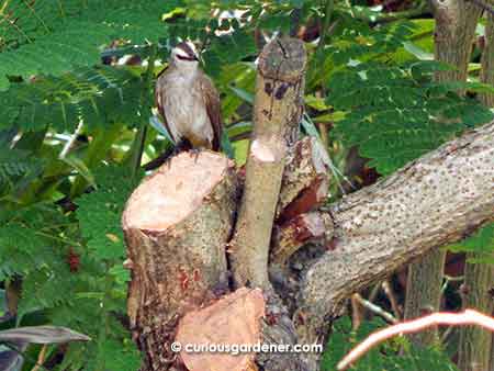 Even the birds are happy - this yellow vented bulbul was among the first birds to perch on the newly created stumps.