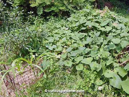 Beneath the mass of leaves here is a large flower pot where four sweet potato vines originate. I hope that there will be potatoes to be harvested this time! For now, though, because there is such an abundance of leaves, we have been snipping off the vine tips for the cooking pot.