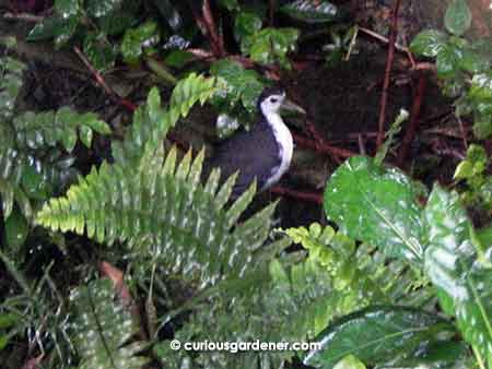 The white-breasted waterhen seems very happy to be wandering through the underbrush!