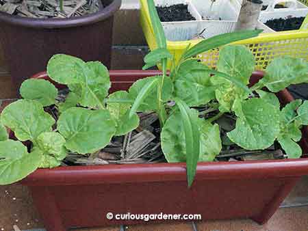 A mixture of Chinese cabbage and kangkong