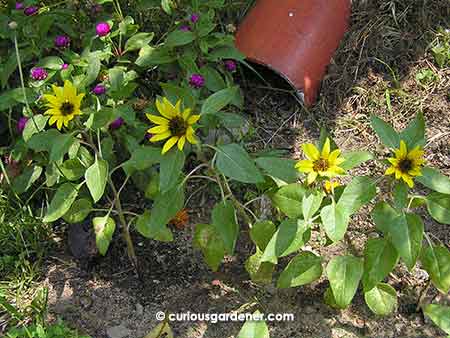 Blast from the past 1: Miniature sunflowers.