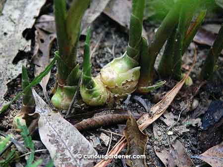 Ginger: the plant that got this blog underway