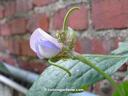 Blast from the past 2: Some of our first long beans