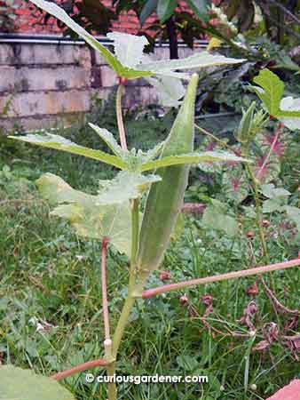 Green okra