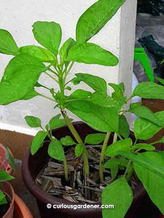 Spinach plants