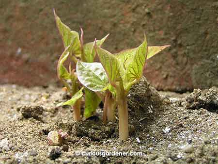 Blast from the past 3: First sweet potato shoots