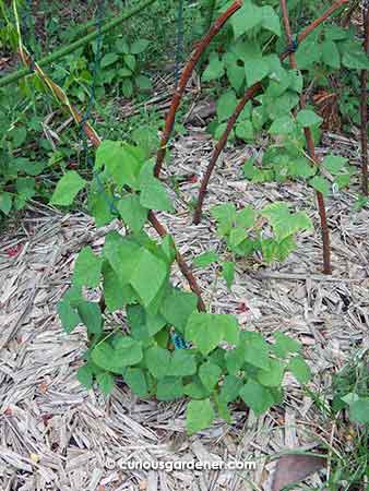 Winged bean plants