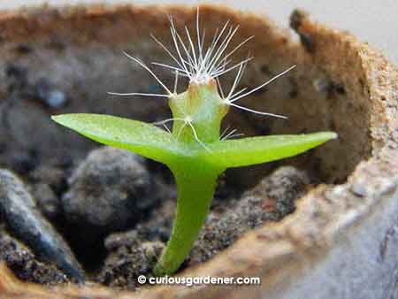 About a month old, this is the baby dragonfruit plant. It looks like a cactus!