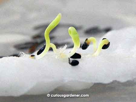 Germinating dragonfruit seeds on damp cotton wool.