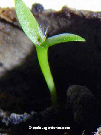 Two weeks after germination, and you see some cactus-like spines poking out.