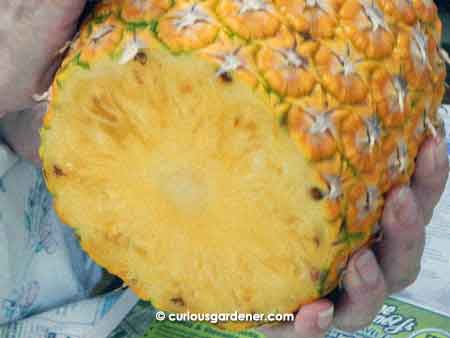 Cross-section of our pineapple.