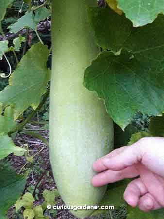 Our first marrow of 2016!