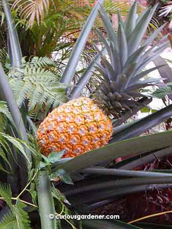 Plant-ripened pineapple!