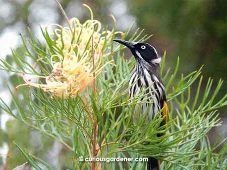 I don't know what this bird is but it's gorgeous!