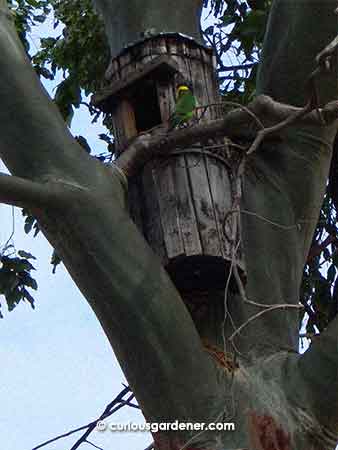 Birdhouses are set up on practically all the trees at Zanthorrea