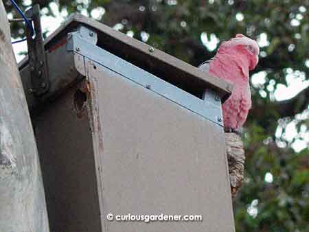 Different birds make use of the birdhouses