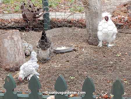 Right in the middle of the garden is this enclosure with interestingly feathered chickens. I've never seen such fluffy chooks!