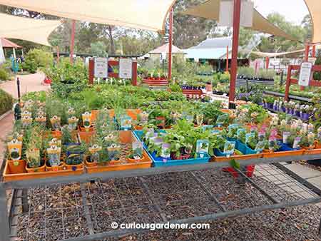 Some of the herbs and veggies on sale