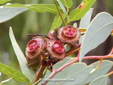 Gum tree pods, I think