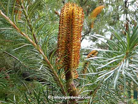 Banksia flowers, which look like bottle brushes to me!