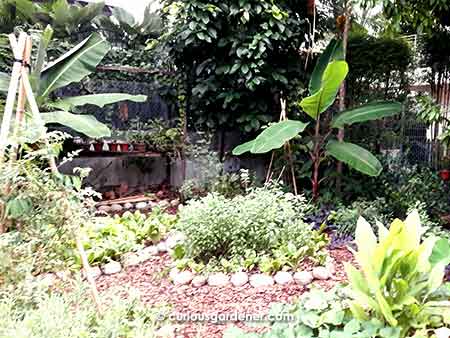 Alexius Yeo's permaculture garden, or urban farm