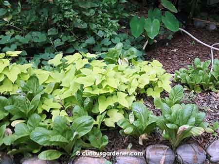 Part of permaculture is planting densely - in this case, sweet potato with leafy veggies along the borders.