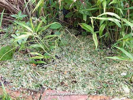 Shredded garden waste put to good use as mulch in the ginger bed.