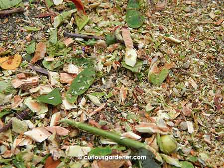 Shredded plant materials ranging from fine to small wood chips and a few thin twigs. I love it!