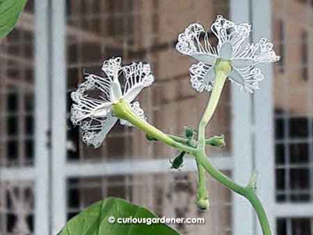 Short snake gourd - male flowers