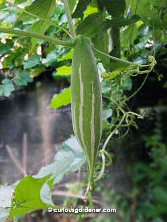 The short snake gourd