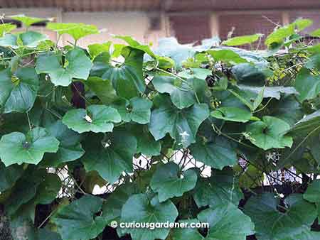 The vine-covered fence - part of it, anyway!