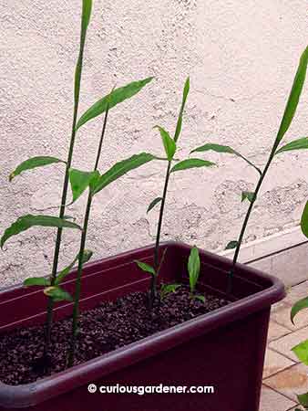 The new ginger plants showing good growth.