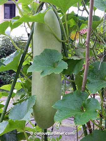 Marrow #3 this season. It's already half a metre long!