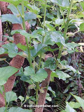 New mulberries growing.