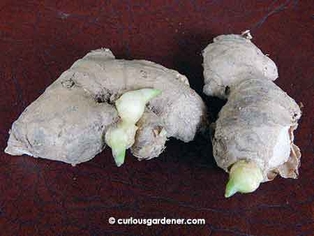 Ginger rhizomes with healthy looking buds.