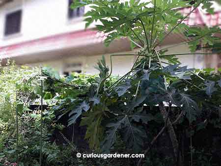 The wrecked papaya tree after the snake gourd vines were removed from it, with the new trellis to its left. I need a bigger trellis!