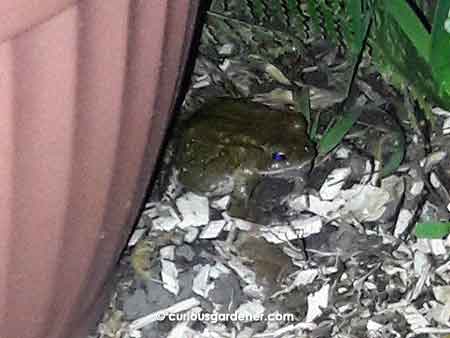 The young toad looking upset that I had thrown away so many snails that it could have feasted upon.