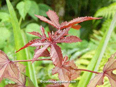 Cranberry hibiscus or false roselle - I love those burgundy leaves!