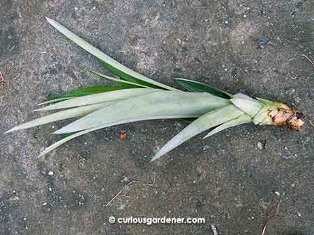 The pineapple sucker that was detached from the parent plant. It was over a foot long.