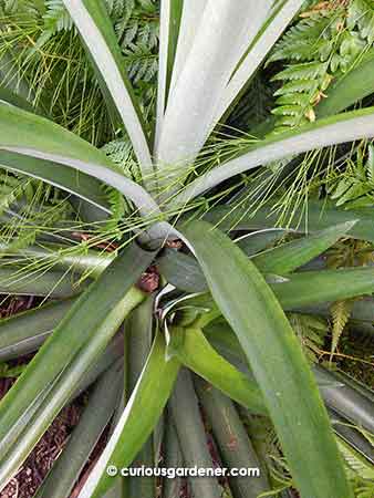 The pineapple plant with the two suckers growing out after the fruit had been harvested.