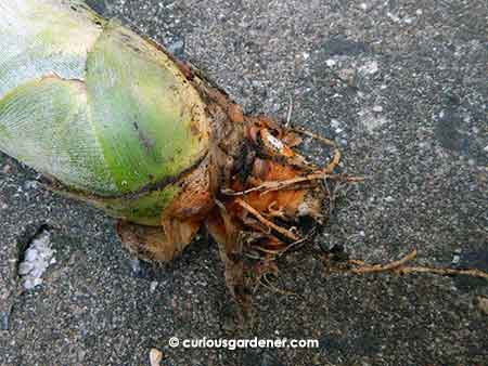 A closer look at the base of the sucker. See the roots growing out?