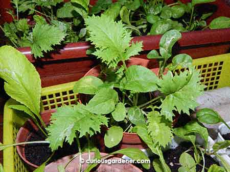 Mesclun salad mix - already being attacked by leaf miners.