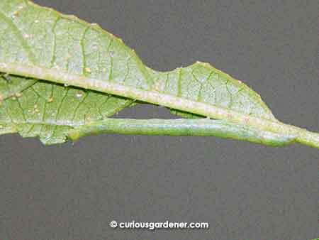 Can you see the green looper stretched across the picture? They're so slim that when they're resting along the plant stems, it's really difficult to spot them.