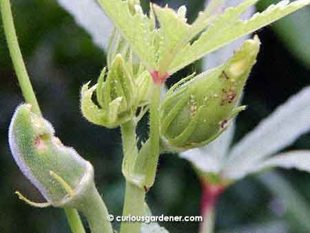 Clusters of okra are normally a joy to see. This time, however, the fruits have been nibbled and aphids are beginning to spread.