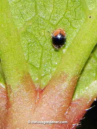 The scymnus ladybug at the base of a new okra leaf. This insect is really tiny!